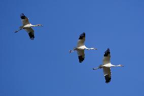 CHINA-JIANGXI-MIGRANT BIRDS-POYANG LAKE (CN)