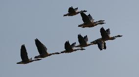 CHINA-JIANGXI-MIGRANT BIRDS-POYANG LAKE (CN)