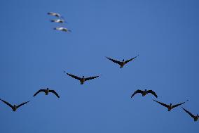 CHINA-JIANGXI-MIGRANT BIRDS-POYANG LAKE (CN)