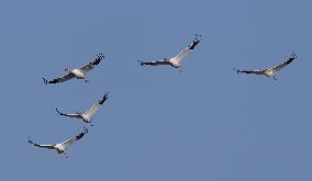 CHINA-JIANGXI-MIGRANT BIRDS-POYANG LAKE (CN)