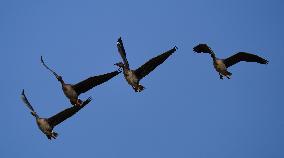 CHINA-JIANGXI-MIGRANT BIRDS-POYANG LAKE (CN)