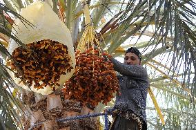 ALGERIA-BISKRA-DATE HARVEST