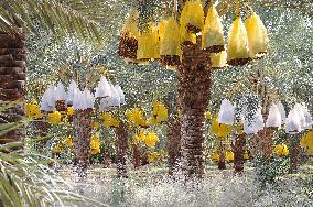 ALGERIA-BISKRA-DATE HARVEST