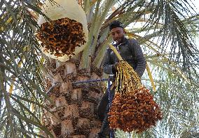 ALGERIA-BISKRA-DATE HARVEST