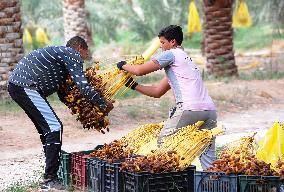 ALGERIA-BISKRA-DATE HARVEST