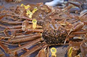 Season's 1st catch of Echizen crabs