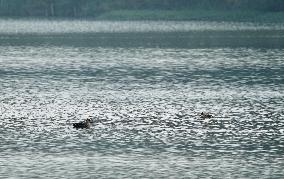 CHINA-JIANGSU-CHANGSHU-WETLANDS (CN)