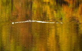 CHINA-JIANGSU-CHANGSHU-WETLANDS (CN)