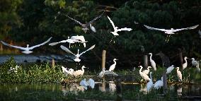 CHINA-JIANGSU-CHANGSHU-WETLANDS (CN)