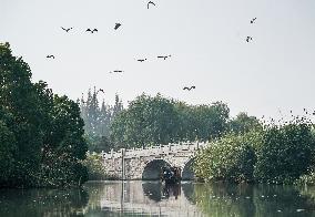 CHINA-JIANGSU-CHANGSHU-WETLANDS (CN)