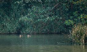 CHINA-JIANGSU-CHANGSHU-WETLANDS (CN)