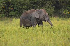 INDIA-ASSAM-NAGAON-PADDY FIELD-WILD ELEPHANT