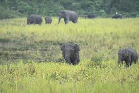 INDIA-ASSAM-NAGAON-PADDY FIELD-WILD ELEPHANT