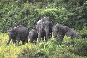 INDIA-ASSAM-NAGAON-PADDY FIELD-WILD ELEPHANT