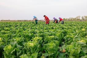 #CHINA-WINTER-VEGETABLES-HARVEST (CN)