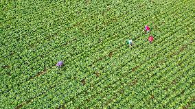 #CHINA-WINTER-VEGETABLES-HARVEST (CN)