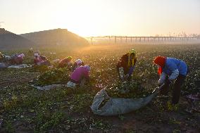 #CHINA-WINTER-VEGETABLES-HARVEST (CN)