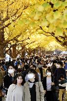 Ginkgo trees in autumn colors in Tokyo
