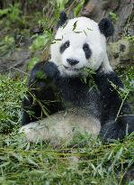 CHINA-TAIPEI-GIANT PANDA-DEATH (CN)