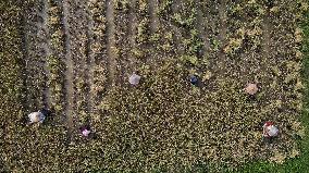 INDONESIA-ACEH UTARA-PADDY HARVEST