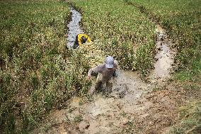 INDONESIA-ACEH UTARA-PADDY HARVEST