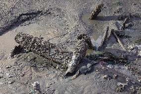 CHINA-SHANGHAI-ANCIENT SHIPWRECK-SALVAGE  (CN)