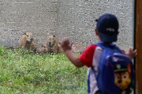 PHILIPPINES-MANILA-ZOO-REOPENING