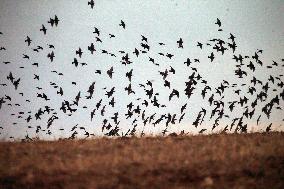 TÜRKIYE-ANKARA-STARLINGS