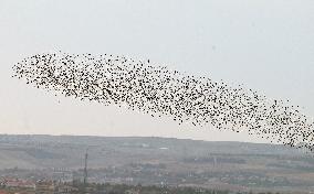 TÜRKIYE-ANKARA-STARLINGS