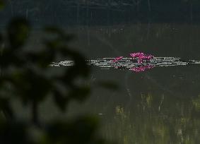 INDIA-AGARTALA-PINK WATER LILY