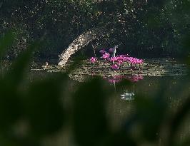 INDIA-AGARTALA-PINK WATER LILY