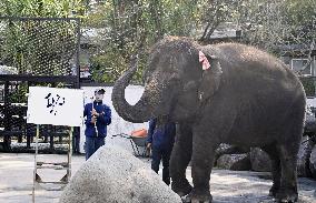 Elephant artist in Japan zoo