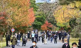 Imperial Palace opens to public for autumn leaves