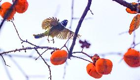 #CHINA-SICHUAN-LUZHOU-PERSIMMON (CN)