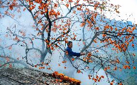 #CHINA-SICHUAN-LUZHOU-PERSIMMON (CN)