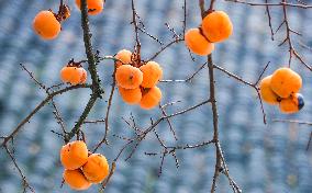 #CHINA-SICHUAN-LUZHOU-PERSIMMON (CN)