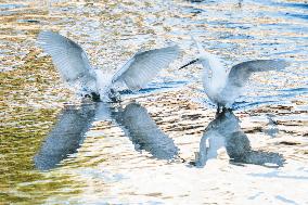 #CHINA-WINTER-BIRDS (CN)