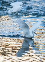 #CHINA-WINTER-BIRDS (CN)