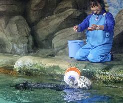 Sea otter predicts Japan's draw with Spain in World Cup match