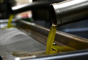 SYRIA-HAMA-OLIVE OIL-PRODUCTION-INCREASE