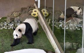 Giant panda twins celebrate 8th birthday