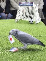 Football: Parrot predicts World Cup game