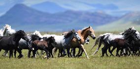 CHINA-GANSU-MAQU-SOIL PRESERVATION (CN)