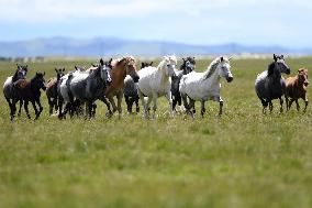 CHINA-GANSU-MAQU-SOIL PRESERVATION (CN)