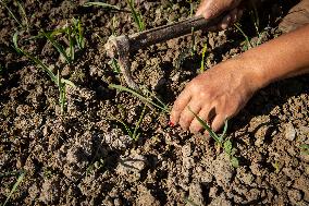 NEPAL-LALITPUR-WORLD SOIL DAY