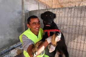 MIDEAST-RAMALLAH-DOG CARE CENTER