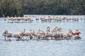 ISRAEL-HULA VALLEY-GREATER FLAMINGO
