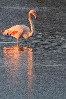 ISRAEL-HULA VALLEY-GREATER FLAMINGO