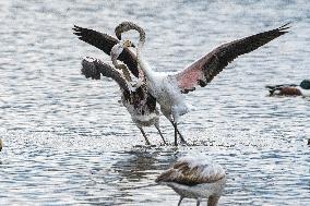 ISRAEL-HULA VALLEY-GREATER FLAMINGO