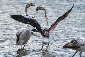 ISRAEL-HULA VALLEY-GREATER FLAMINGO